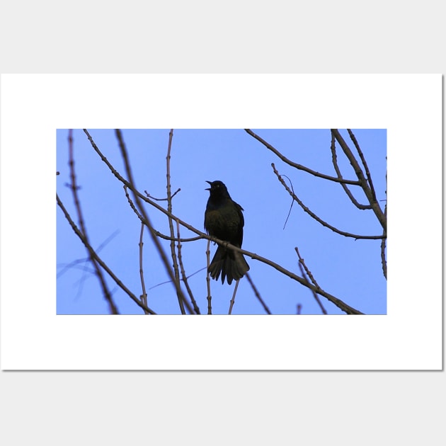 Common Grackle Perched On A Tree Branch Wall Art by BackyardBirder